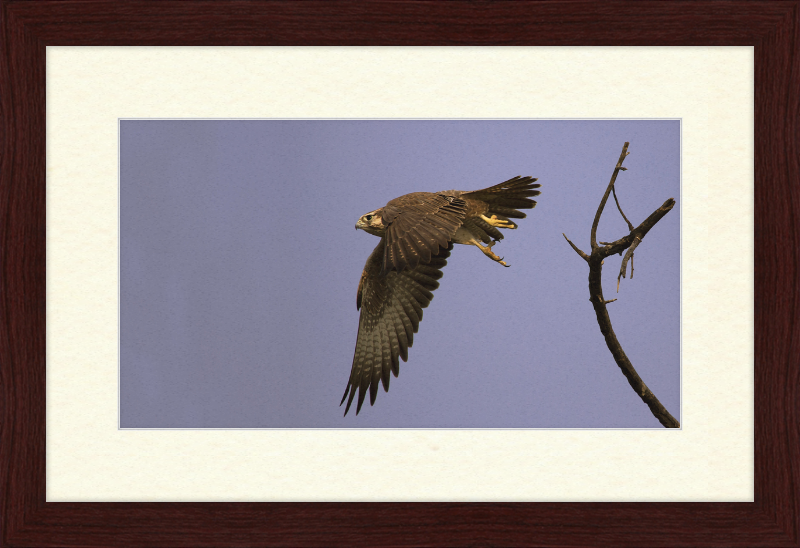 Laggar Falcon in Flight - Great Pictures Framed