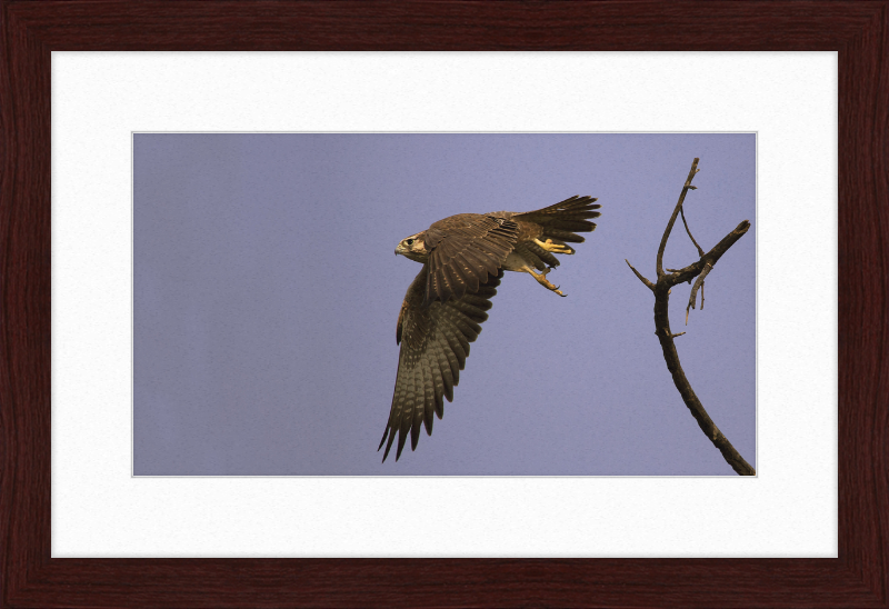 Laggar Falcon in Flight - Great Pictures Framed