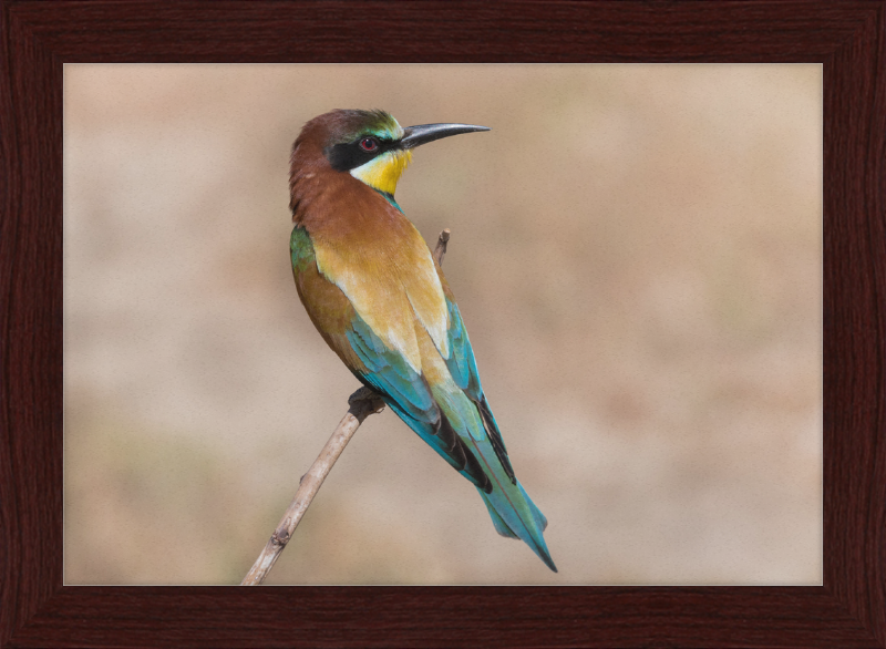 European Bee-eater - Great Pictures Framed
