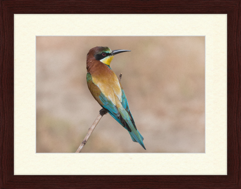 European Bee-eater - Great Pictures Framed