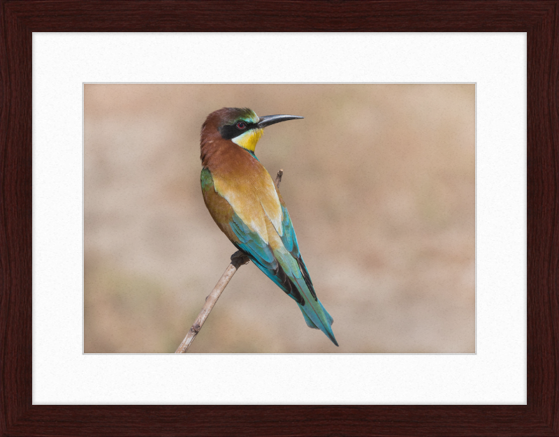 European Bee-eater - Great Pictures Framed