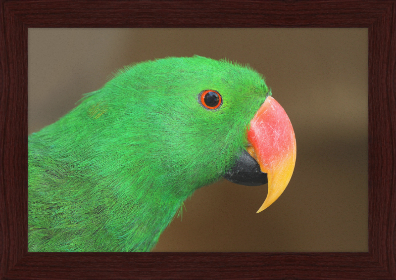 Eclectus Roratus - Great Pictures Framed