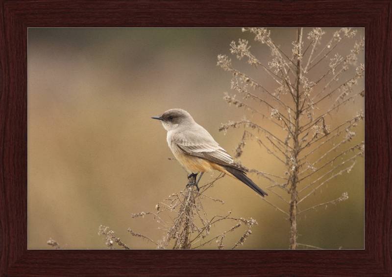 Sayornis Saya - Great Pictures Framed