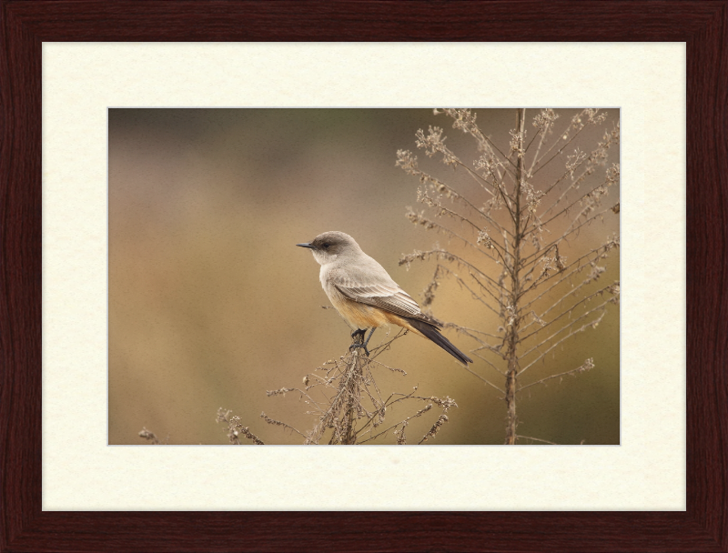 Sayornis Saya - Great Pictures Framed