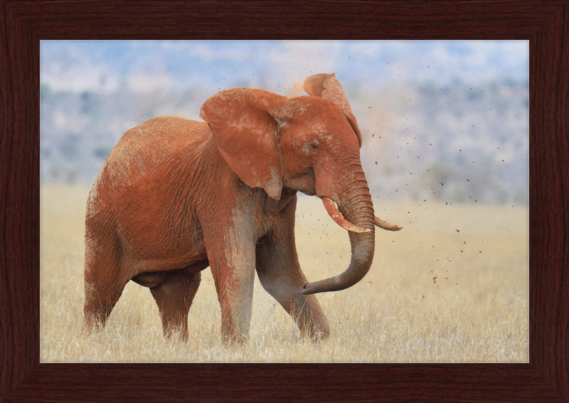 Red Elephant in Dirt - Great Pictures Framed