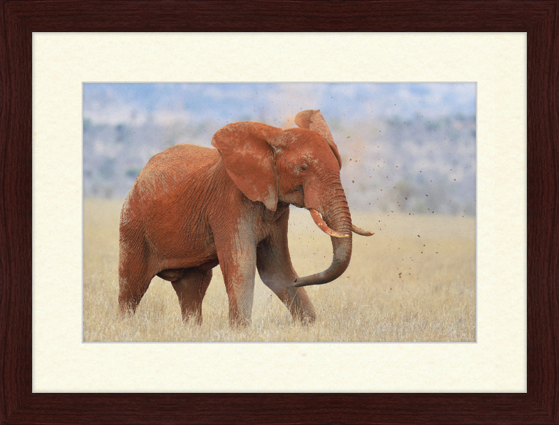 Red Elephant in Dirt - Great Pictures Framed