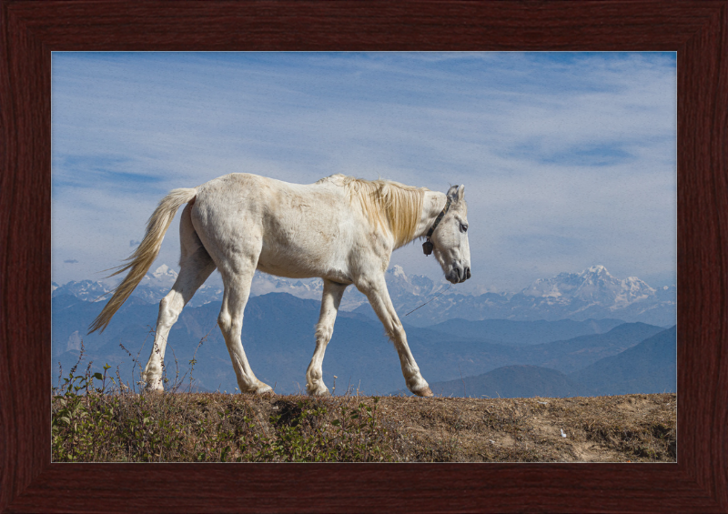 Domestic Horse at Suryachaur with the mountains in the Back - Great Pictures Framed
