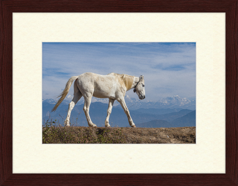 Domestic Horse at Suryachaur with the mountains in the Back - Great Pictures Framed
