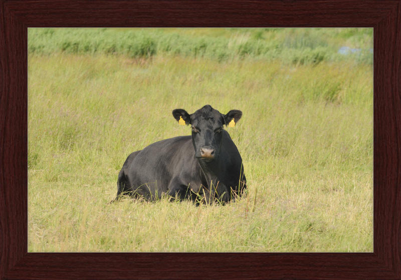 Skjern Enge - Great Pictures Framed
