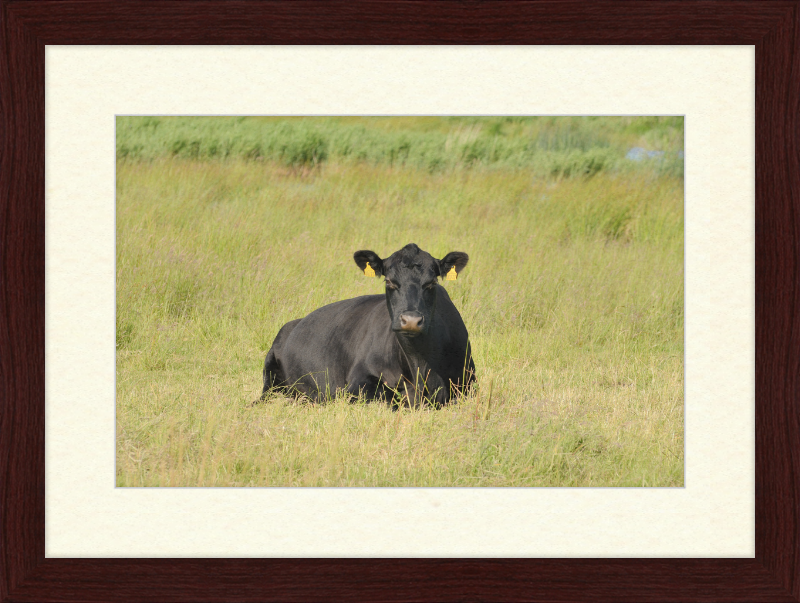 Skjern Enge - Great Pictures Framed