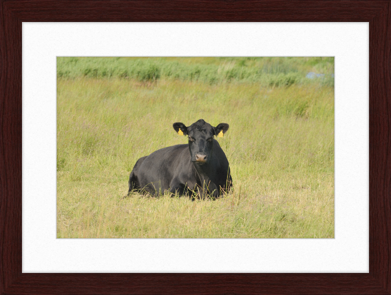 Skjern Enge - Great Pictures Framed