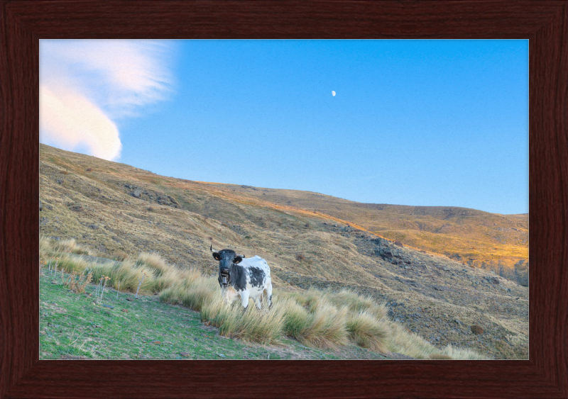 Cow in Sierra Nevada National Park - Great Pictures Framed