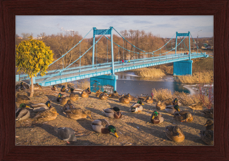 Ducks on the Embankment - Great Pictures Framed