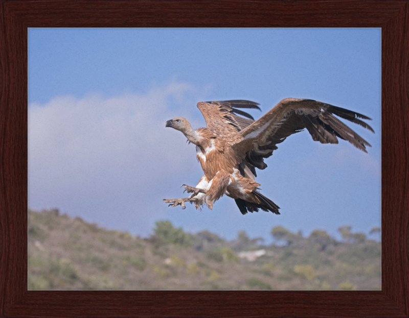 The Flight of a Griffon - Great Pictures Framed