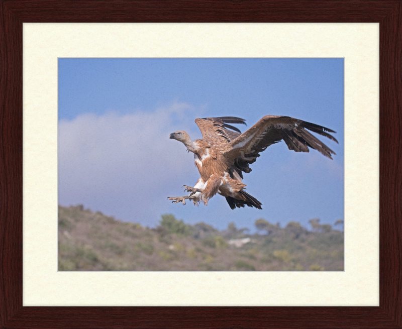 The Flight of a Griffon - Great Pictures Framed