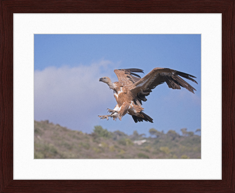 The Flight of a Griffon - Great Pictures Framed