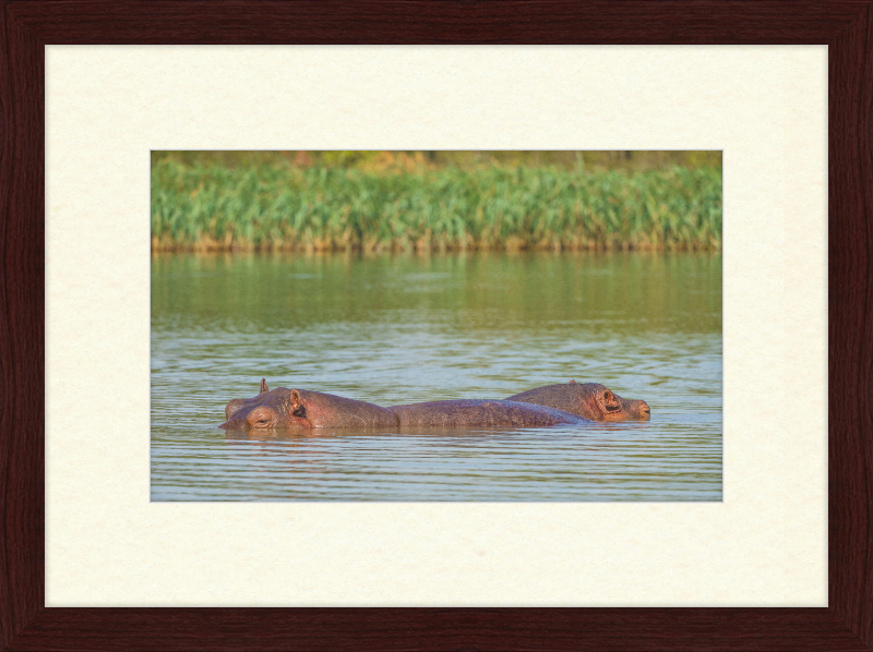 Hippos – Lake Tana near Bahir Dar, Ethiopia - Great Pictures Framed