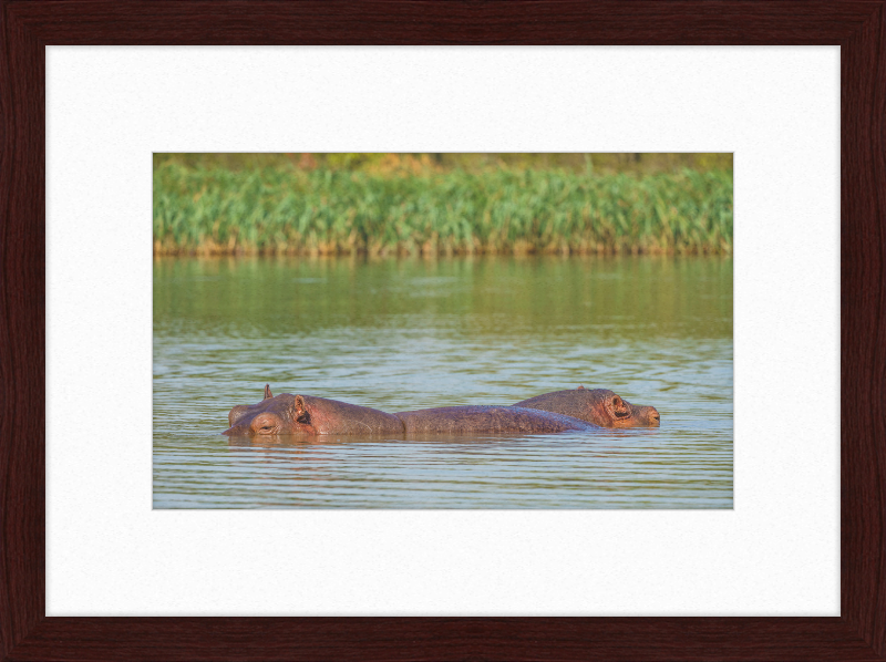 Hippos – Lake Tana near Bahir Dar, Ethiopia - Great Pictures Framed