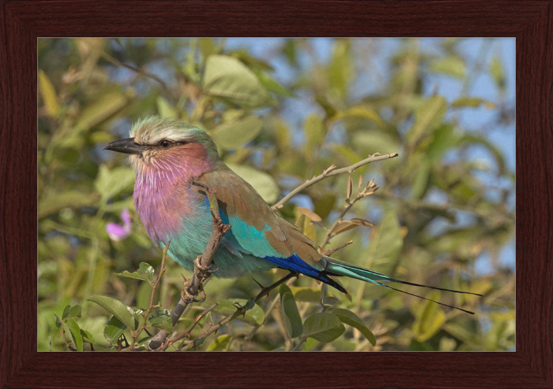 Lilac-Breasted Roller (Coracias Caudatus Caudatus) Botswana - Great Pictures Framed