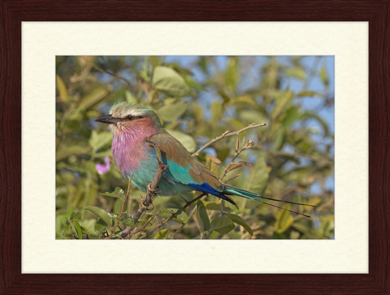 Lilac-Breasted Roller (Coracias Caudatus Caudatus) Botswana - Great Pictures Framed