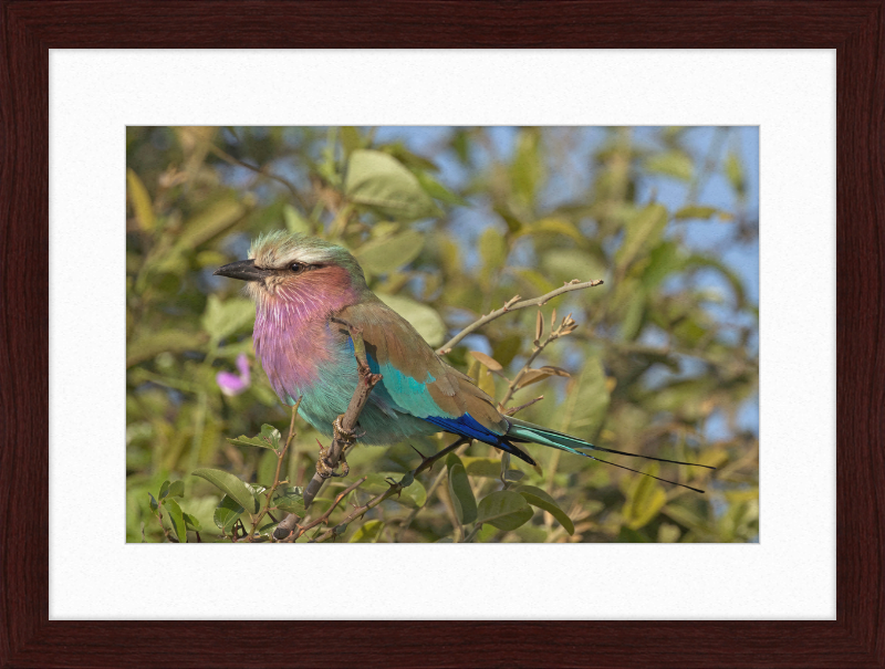 Lilac-Breasted Roller (Coracias Caudatus Caudatus) Botswana - Great Pictures Framed