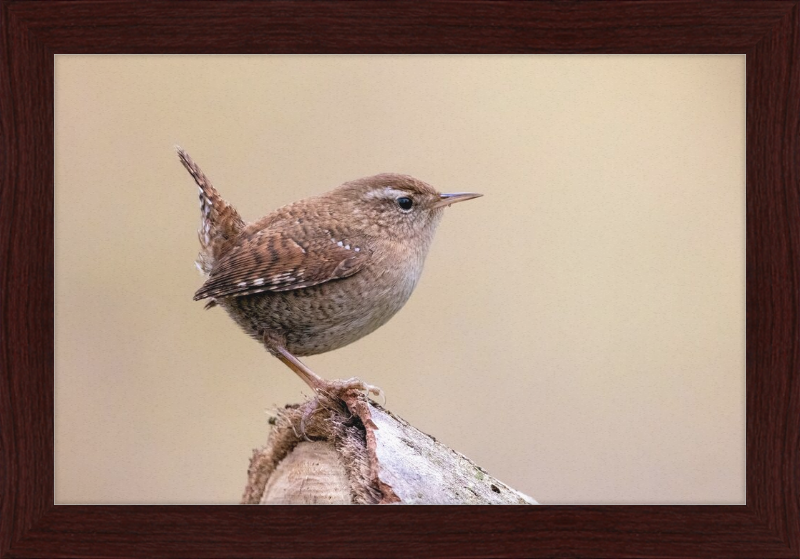 Eurasian Wren - Great Pictures Framed