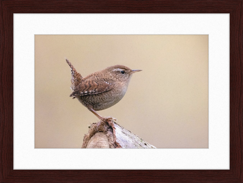 Eurasian Wren - Great Pictures Framed
