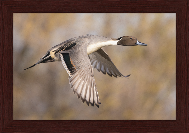 Male Northern Pintail (Anas Acuta) In Flight at Llano Seco - Great Pictures Framed