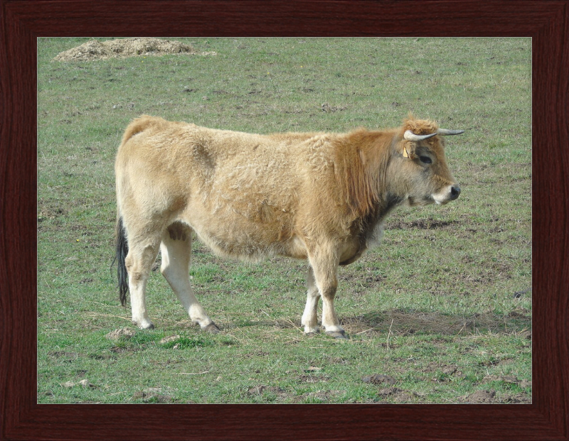A Portrait of the San Emiliano Bull - Great Pictures Framed