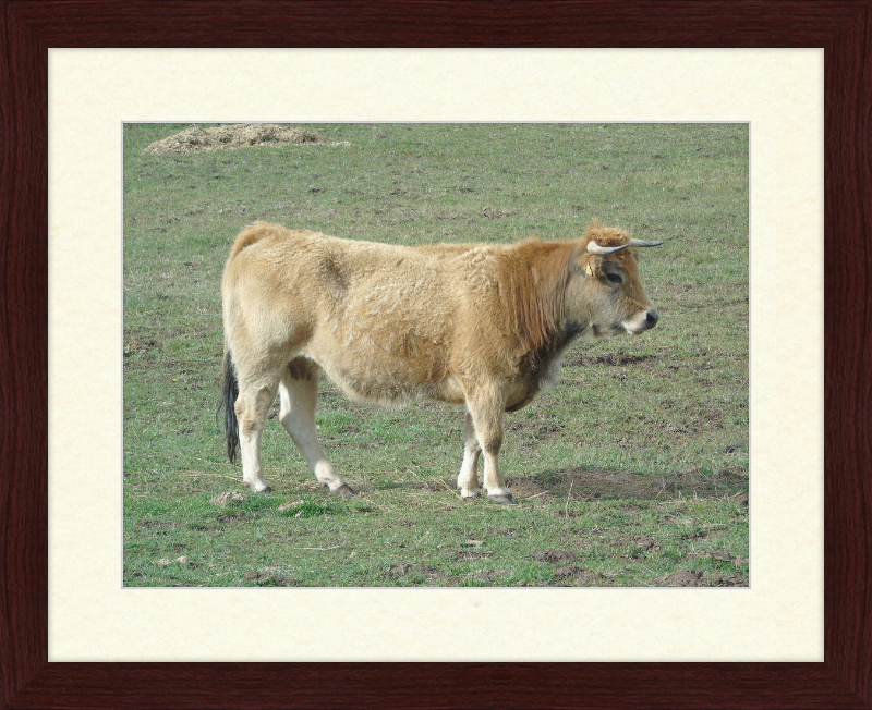 A Portrait of the San Emiliano Bull - Great Pictures Framed