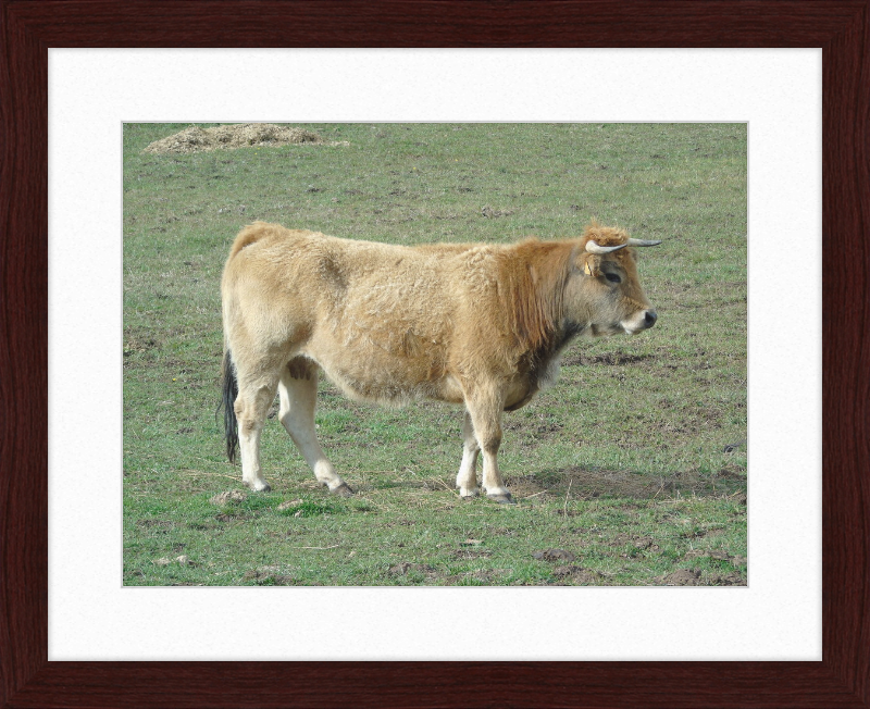 A Portrait of the San Emiliano Bull - Great Pictures Framed