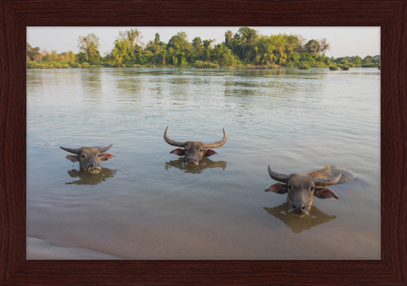 Three Buffaloes Heads Above Water in Si Phan Don - Great Pictures Framed