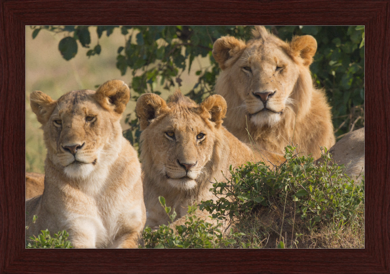 Lions Family Portrait Masai Mara - Great Pictures Framed