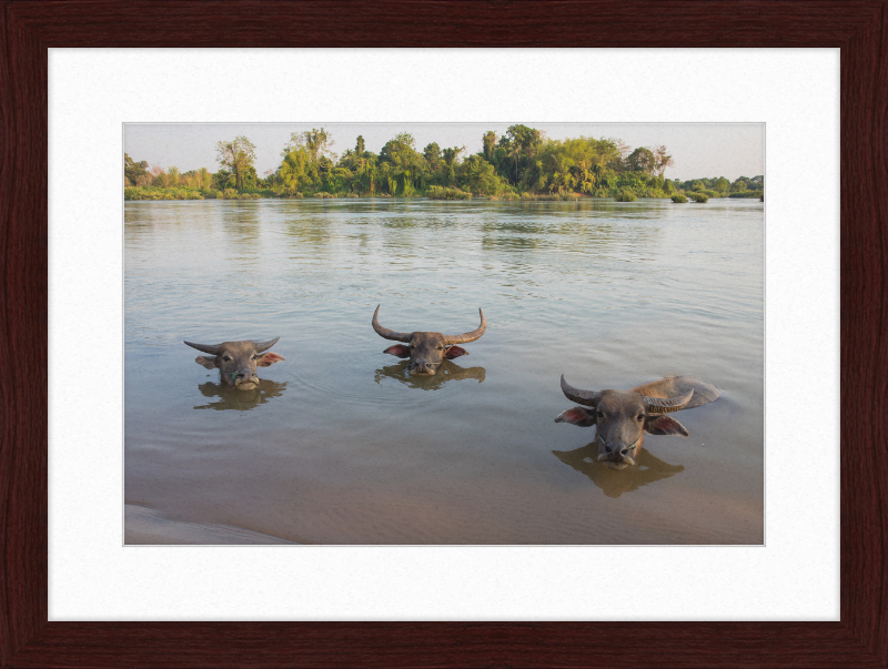 Three Buffaloes Heads Above Water in Si Phan Don - Great Pictures Framed