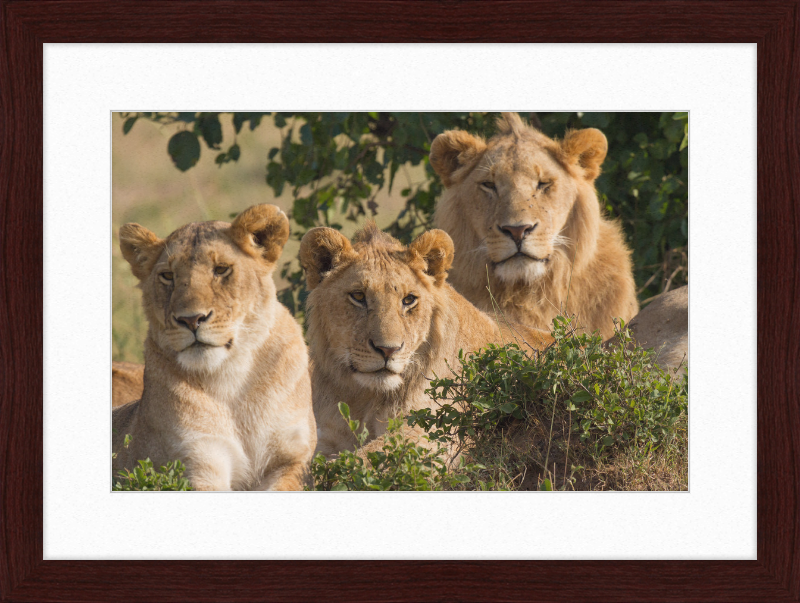 Lions Family Portrait Masai Mara - Great Pictures Framed