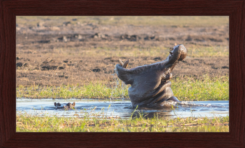 Hippopotamus amphibius, Parque Nacional de Chobe, Botswana - Great Pictures Framed