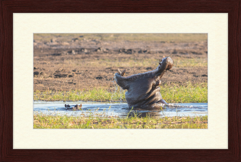 Hippopotamus amphibius, Parque Nacional de Chobe, Botswana - Great Pictures Framed
