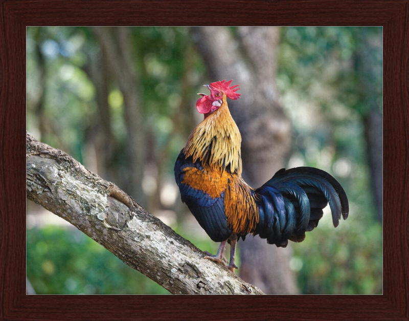 Junglefowl on Tree - Great Pictures Framed