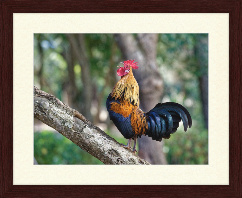 Junglefowl on Tree - Great Pictures Framed