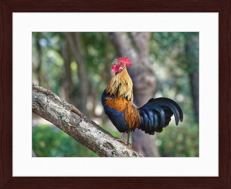 Junglefowl on Tree - Great Pictures Framed