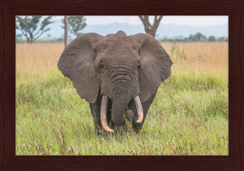 An African Elephant - Great Pictures Framed