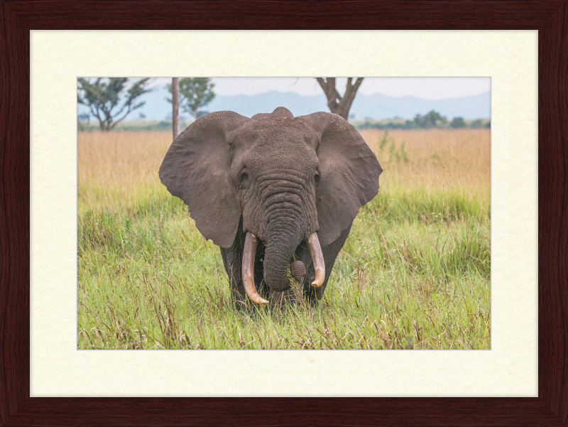 An African Elephant - Great Pictures Framed