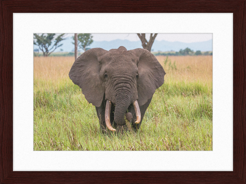 An African Elephant - Great Pictures Framed