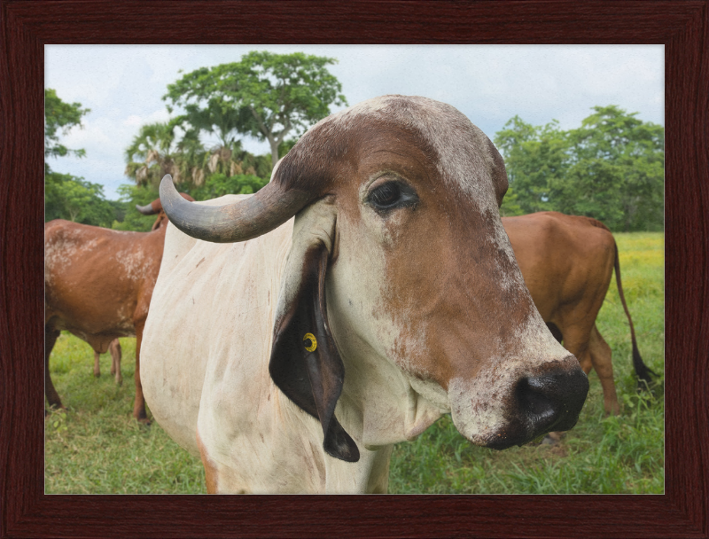 Cow in Balancán, Mexico - Great Pictures Framed
