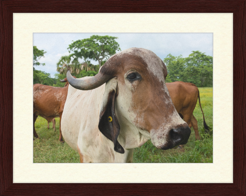 Cow in Balancán, Mexico - Great Pictures Framed
