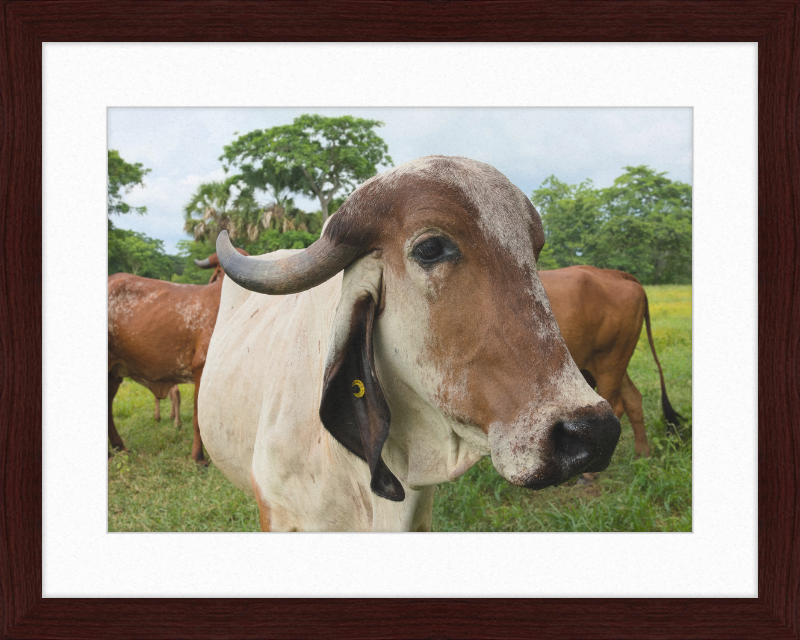 Cow in Balancán, Mexico - Great Pictures Framed