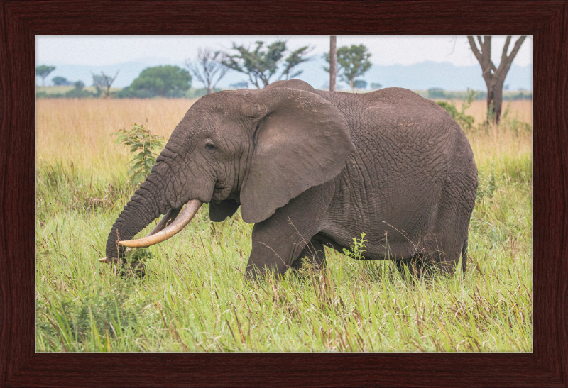 An African Elephant - Great Pictures Framed