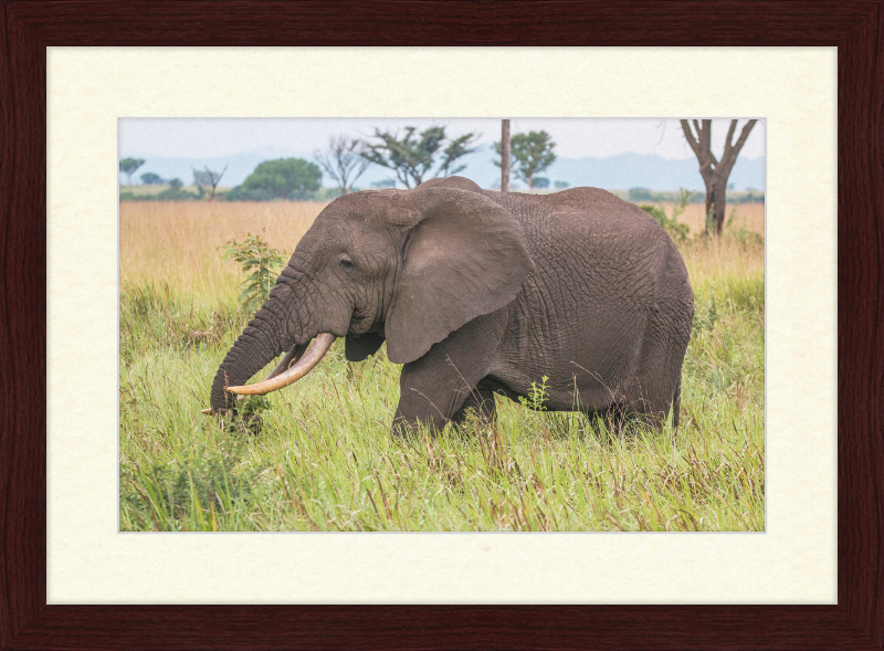 An African Elephant - Great Pictures Framed