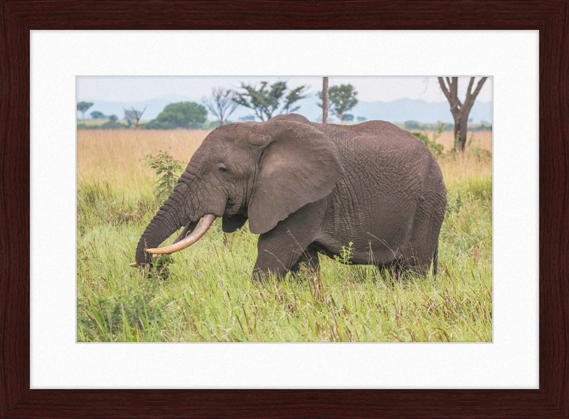 An African Elephant - Great Pictures Framed