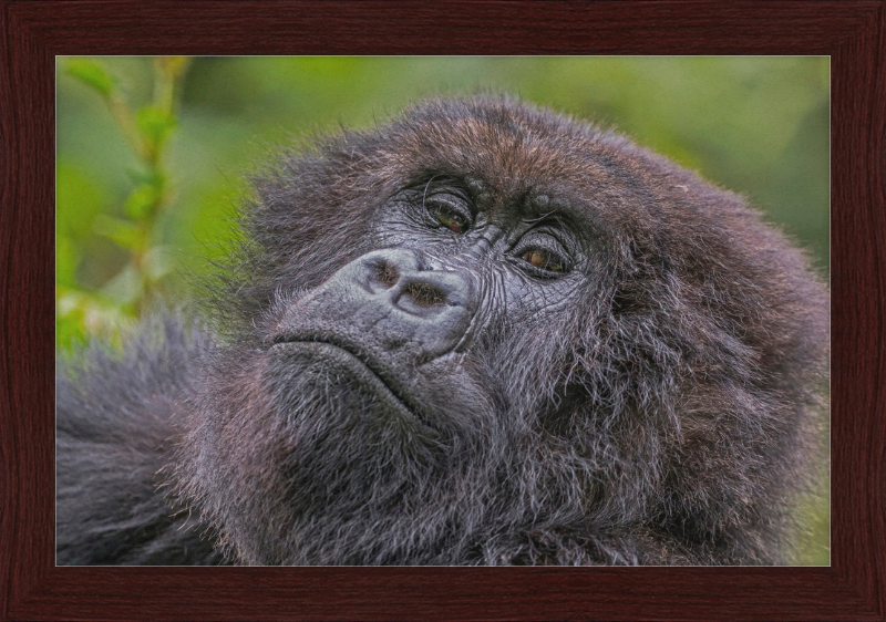 Another Mountain Gorilla in Rwanda - Great Pictures Framed